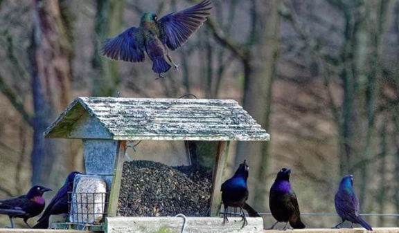 The quarantined diaries: Oh, to be in the country!